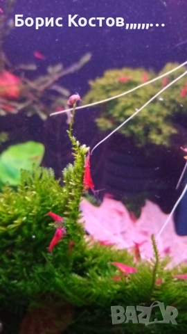 Скариди каридини и неокаридини, снимка 4 - Други - 52876583