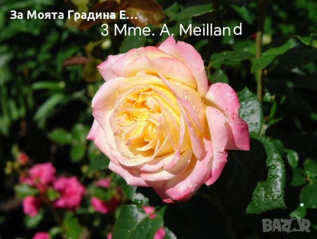 Сортови Рози 🌹 , снимка 4 - Градински цветя и растения - 54032738