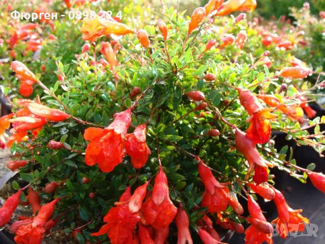 Мини НАР - Punica Granatum Nana, снимка 2 - Разсади - 47709257
