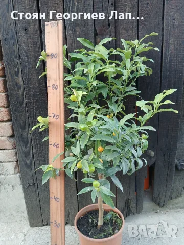 кумкуат с плодове 