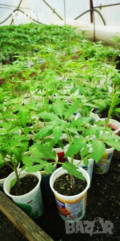 Продавам разсад домати и краставици