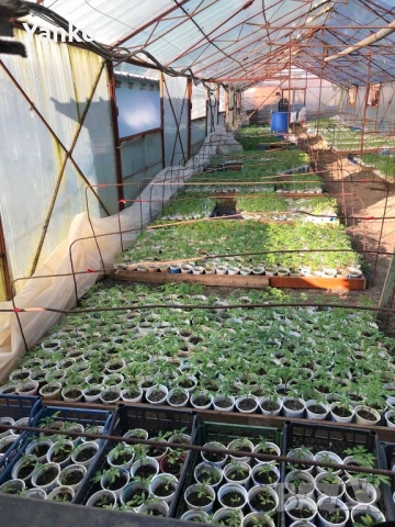 Продавам раздад за домати и краставици, снимка 3 - Разсади - 54048617