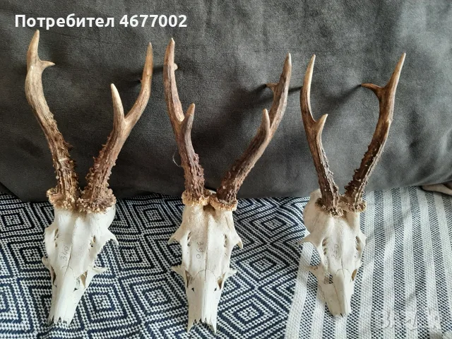 красиви сръндаци