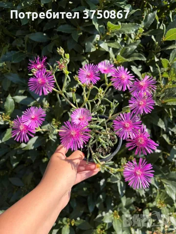 Delosperma cooperi – Делосперма Купера, снимка 3 - Градински цветя и растения - 55824400