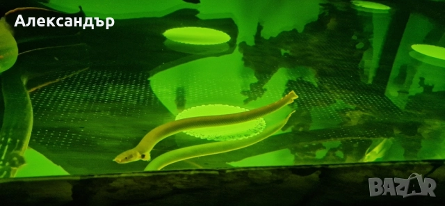 калабарикус 3бр., снимка 2 - Рибки - 52370023