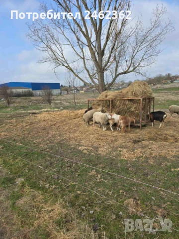 Продавам Коч Ил дъо франс, снимка 2 - Овце - 53911040