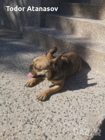 френски булдог женска. , снимка 5 - Френски булдог - 50194174