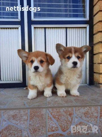 Кралска порода Уелско Корги Пембрук, снимка 12 - Други - 50062470