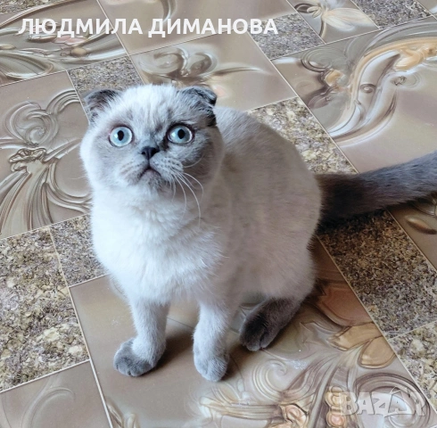 Шотландско момиче със сини очи , снимка 4 - Британска късокосместа - 53016130