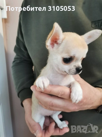 Чихуахуа , снимка 10 - Чихуахуа - 47738532