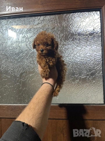 Тийкъп/teacup пудел