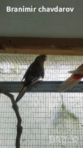 продавам папагали , снимка 9 - Папагали - 48108452