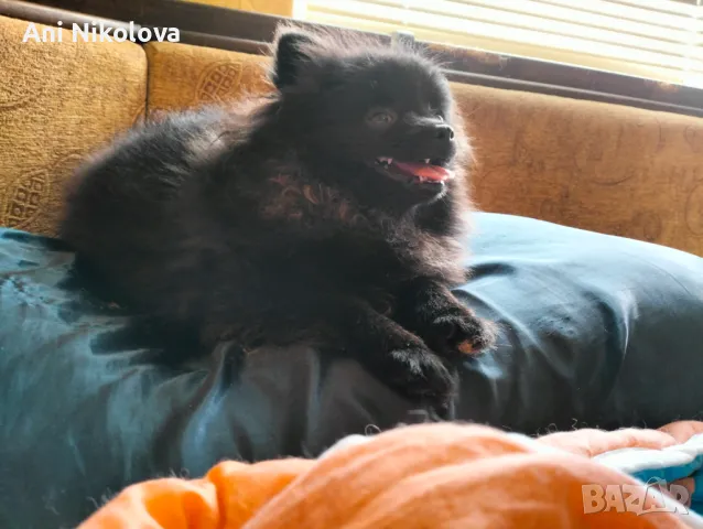 Мини померан женски, снимка 13 - Померан - 50411468