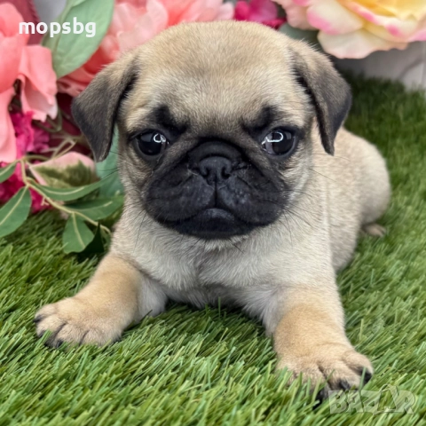 Чистокръвни кученца порода Мопс, снимка 2 - Мопс - 1662055