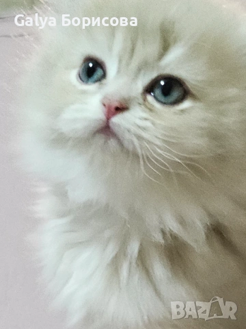 Британски родословни котенца  лилаво злато , снимка 12 - Британска късокосместа - 53502654