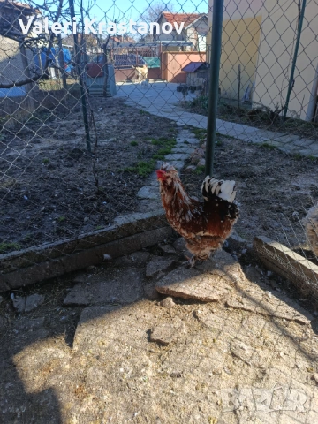 Струмски Петел порцелан 3-цветен, снимка 3 - други­ - 54179971