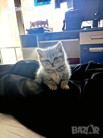 Британско коте, снимка 2 - Британска късокосместа - 54330863