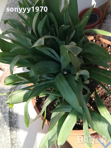 ГРЪМ ОТ КОКИЧЕТА В САКСИЯ С ЗЕМЯ И ЛУКОВИЦИ 1802241221, снимка 7 - Градински цветя и растения - 44350741