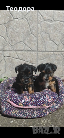 Йорки Ръсел, снимка 10 - Йоркширски териер - 54221299