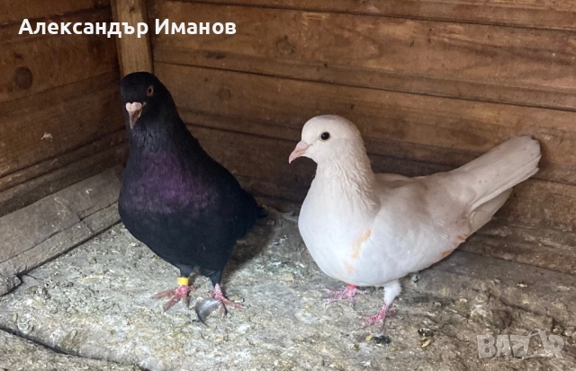 Гълъби, снимка 5 - Гълъби - 52188809