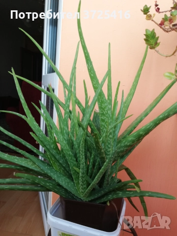 Алое, снимка 5 - Градински цветя и растения - 50980894