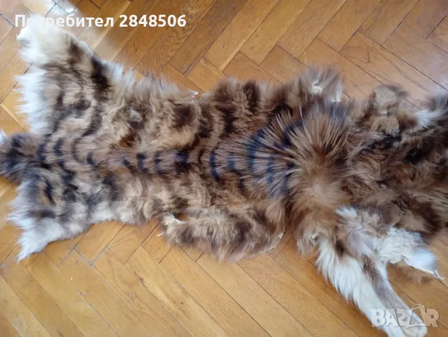 Продавам кожа от дива котка., снимка 3 - Други - 49261339