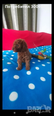 Той пудел , снимка 7 - Пудели - 52921627