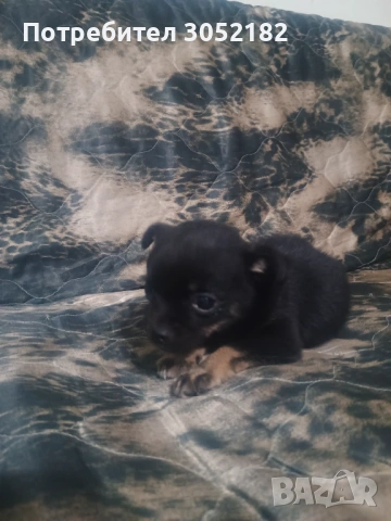 Свободни чухопинчери , снимка 9 - Чихуахуа - 53288956