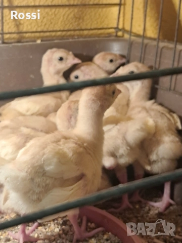 Домашни пуйчета