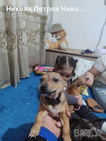 Пинчери , снимка 5 - Пинчер - 52860275