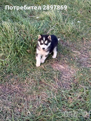 Сибирски хъски