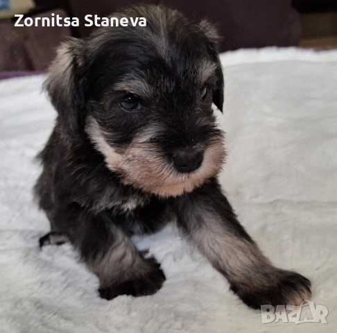 Мини (цверг) шнауцери, снимка 11 - Други - 54016098