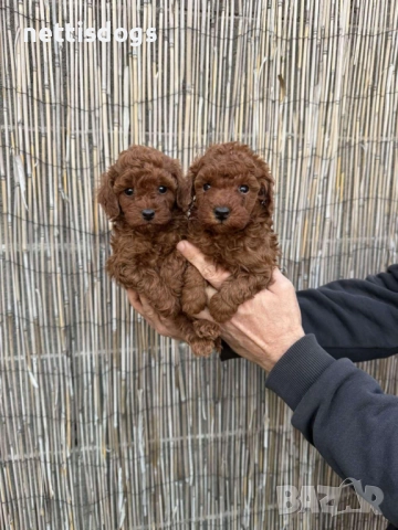 Истински Той Пудели