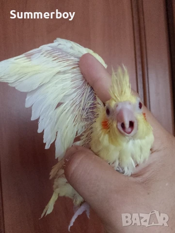 Женски бебе 2 папагал корела корели , снимка 1