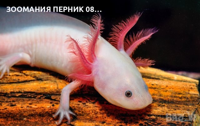 Аксолотъл - Перник Axolotl , снимка 2 - Други - 44192047
