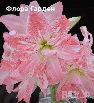 Луковици Амарилис, Хипеаструм, снимка 5 - Сортови семена и луковици - 52256523