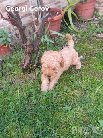 Продавам мини пуделче , снимка 6 - Пудели - 54099476