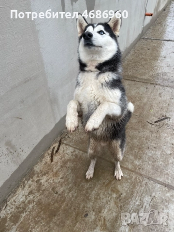 Хъски - Куче, снимка 4 - Хъски - 52841276