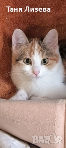 Подарявам малка трицветка