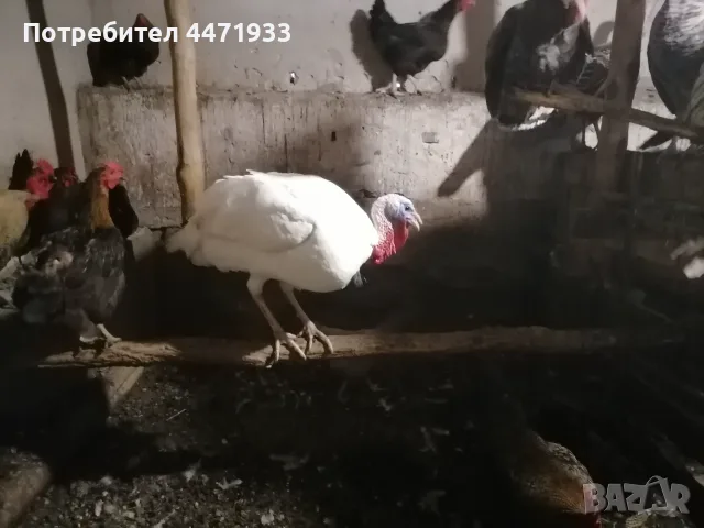 Пуяци и гъски!! , снимка 2 - Кокошки и пуйки - 56148875