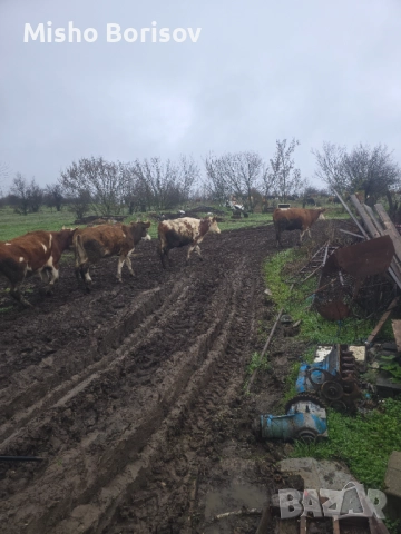 Продавам крави