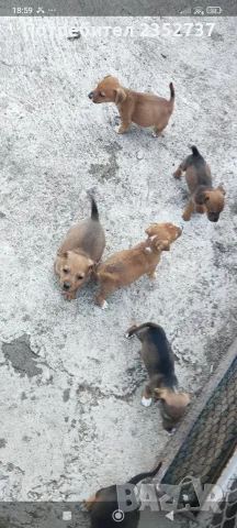 Продавам кученца 