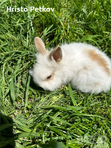 Просавам Декоративни Зайчета , снимка 2 - Други - 54243966