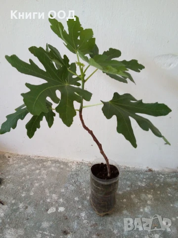 Смокиня - сорт Брунсуик. Около 65-75 см височина., снимка 1