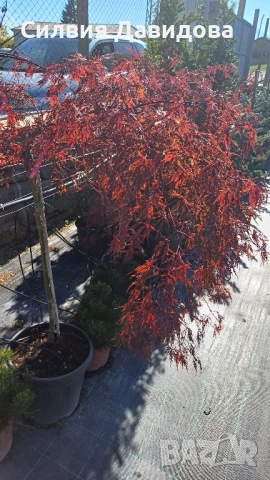 Японски клен Acer, снимка 4 - Градински цветя и растения - 52499746