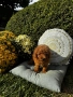 Мини пудел момче и момичета с генетични изследвания / Mini Poodles, снимка 9