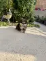 Померан померанче момче Мерле , снимка 2