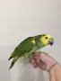 Ръчно хранена Синьочела Амазона на  3 месеца, снимка 4