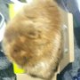 Козина,шапка, естествен косъм, снимка 2
