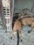 Белгийска овчарка малиноа на 3 месеца, снимка 7